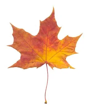 Nature Stock Photos