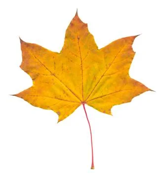 Nature Stock Photos