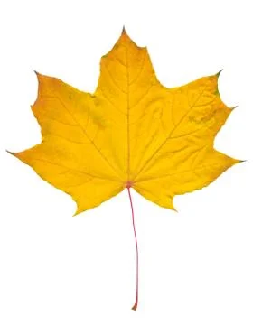 Nature Stock Photos