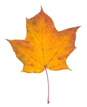 Nature Stock Photos
