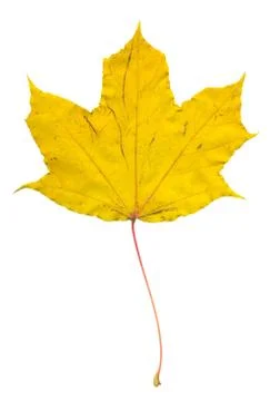 Nature Stock Photos