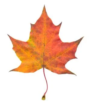 Nature Stock Photos