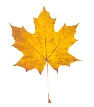 Nature Stock Photos
