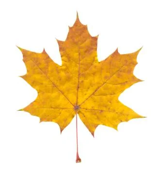 Nature Stock Photos