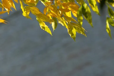 Nature Stock Photos