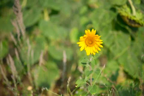 Nature Foto stock