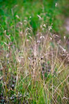 Nature Stock Photos
