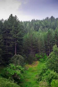 Nature Stock Photos