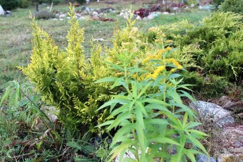 NATURE Stock Photos