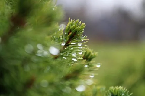 NATURE Stock Photos