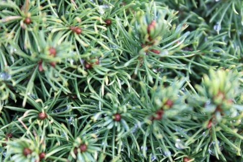 NATURE Stock Photos
