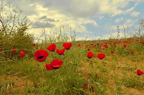 Nature Stockfoto's