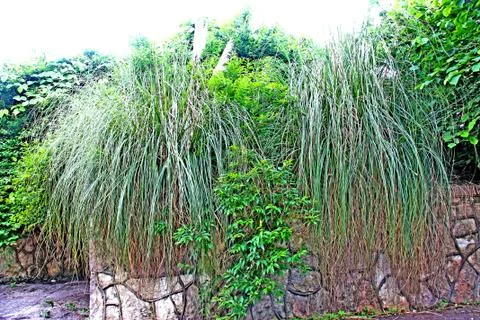 Nature Stock Photos