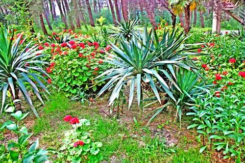 Nature Stock Photos