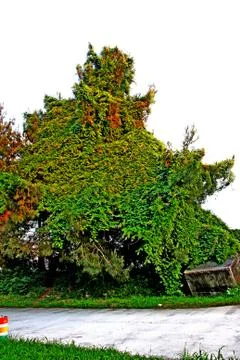 Nature Stock Photos