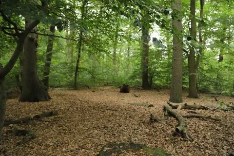 Nature Stock Photos
