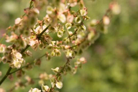 Nature Stock Photos