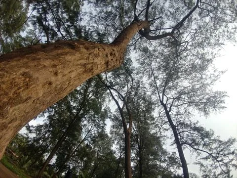 Nature Stock Photos