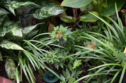 Nature Fotos de archivo