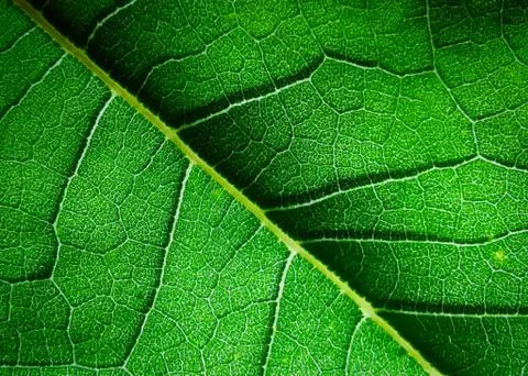 Nature Stock Photos