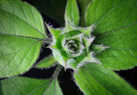 Nature Stock Photos