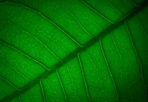 Nature Stock Photos