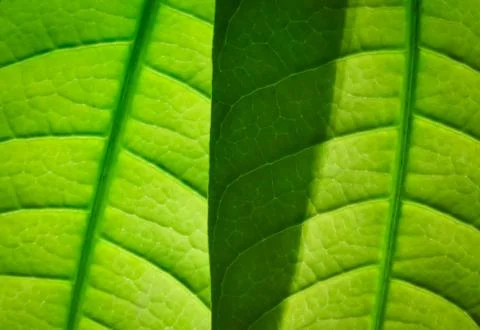 Nature Stock Photos