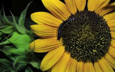 Nature Foto stock