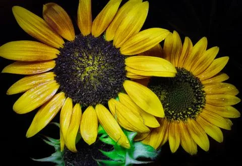 Nature Stock Photos