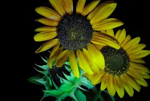 Nature Stock Photos