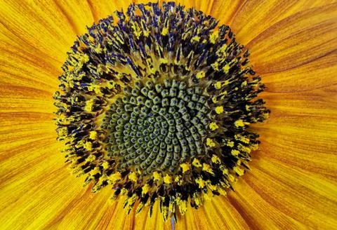 Nature Stock Photos