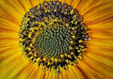 Nature Stock Photos
