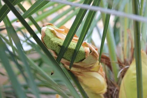 Nature 库存照片