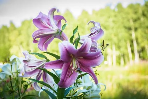 Nature Stock Photos