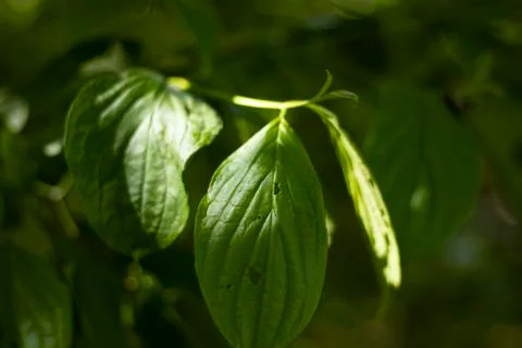 Nature Stock Photos