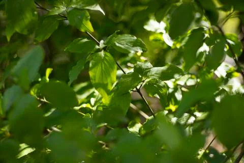Nature Stock Photos