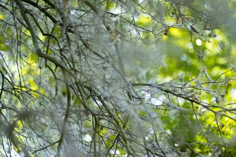 Nature Stock Photos