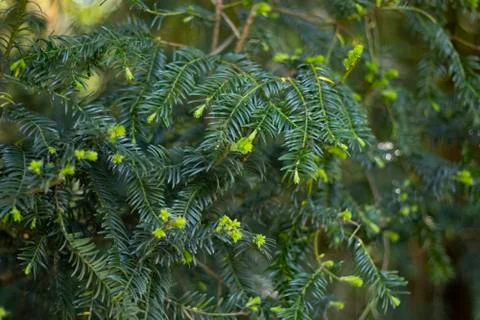 Nature Stock Photos