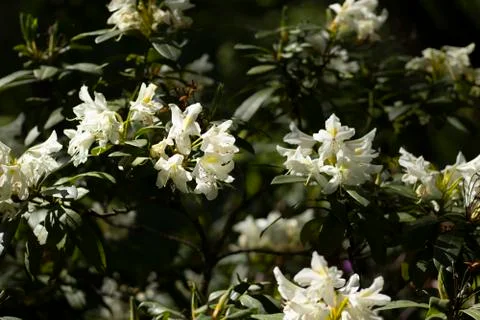 Nature Stock Photos