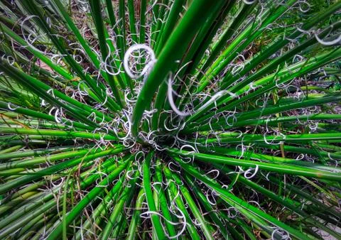 Nature Stock Photos