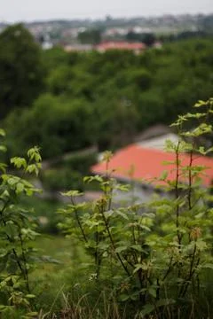 Nature Stock Photos