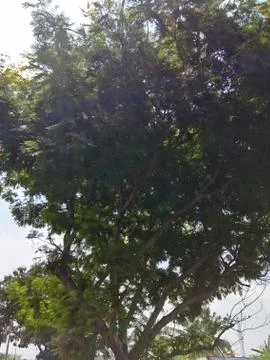 Nature Foto stock