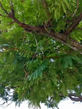 Nature Foto stock