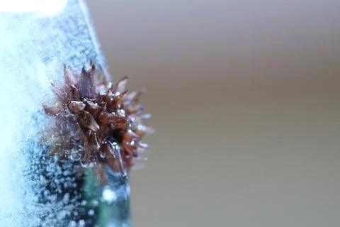 Nature Stock Photos