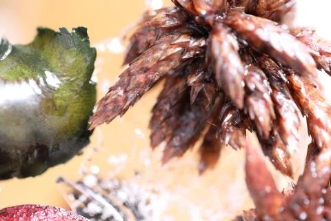 Nature Stock Photos