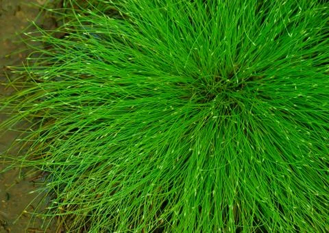 Nature Stock Photos