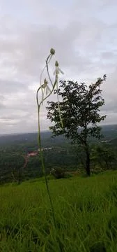 Nature Stock Photos