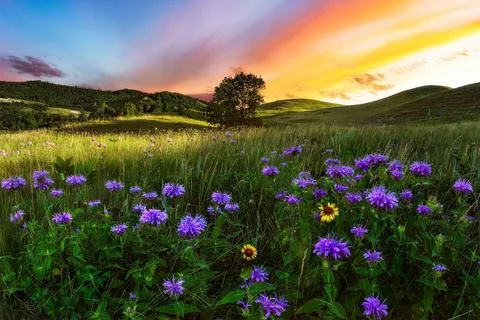 Nature Stock Photos