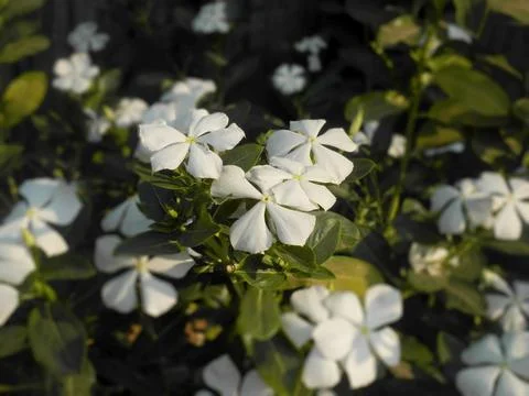 Nature 写真素材