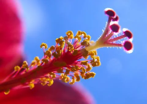 Nature Stock Photos